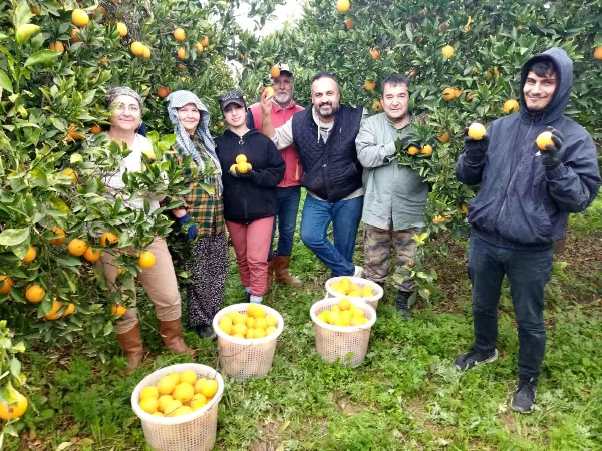 Aydın’da Narenciye Üreticisi Zorda