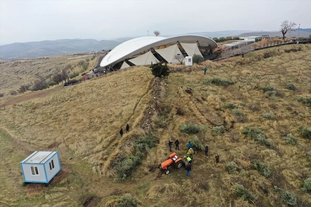Göbeklitepe’deki Zeytin Ağaçları Taşınıyor
